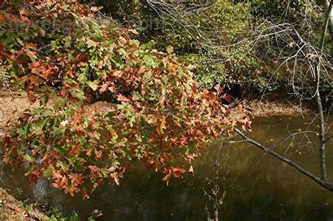 Plantfiles Pictures Quercus Species Pin Oak Swamp Spanish Oak