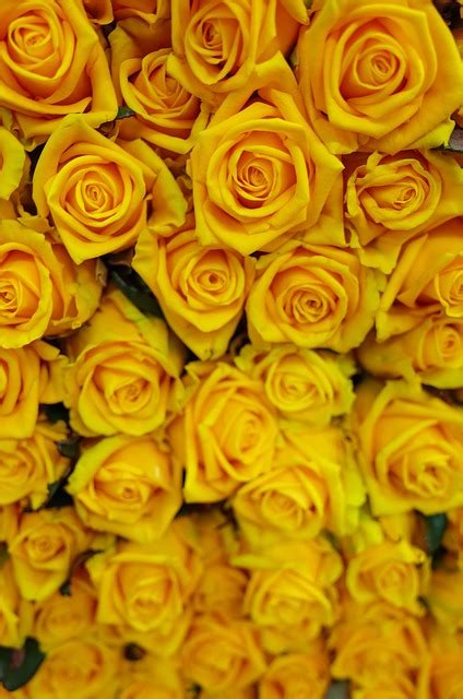 Roses Romantic Yellow Free Photo On Pixabay