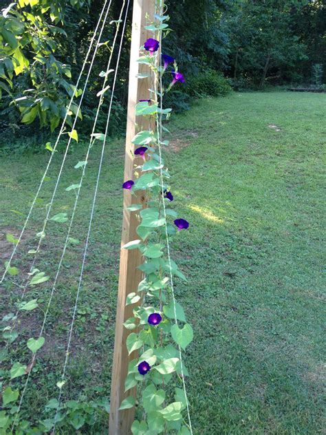How To Plant And Grow Morning Glory Flowers Artofit