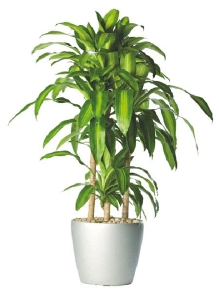 18 Best Large Indoor Plants Tall Houseplants For Home