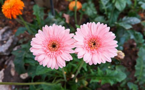 How To Grow And Care For Gerbera Daisies From Seed Shouse Life