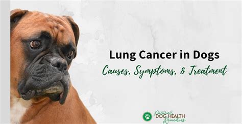 Lung Cancer In Dogs Symptoms Causes Treatment