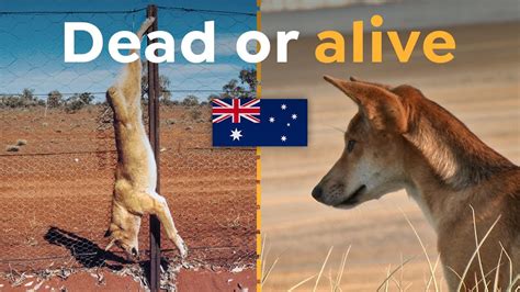 Why The Worlds Longest Fence Determines Dingoes Future Youtube