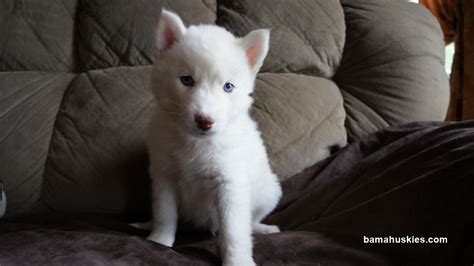 To confirm pricing, availability and descriptions of our puppies for sale, please call, email or text message the store. Siberian Husky Puppies For Sale « Siberian Husky Puppies ...