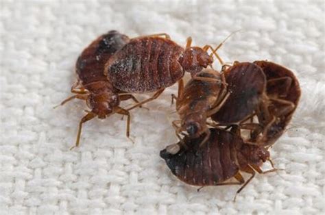 Bed Bugs Problem When To Call Bed Bug Pest Control Fast Pest Control