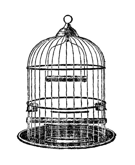 Parrot Clipart Cage Clipart Parrot Cage Transparent Free For Download