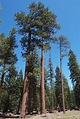 Pinus jeffreyi Calflora