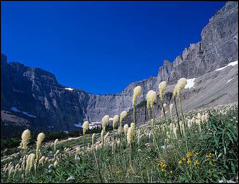 Picture Beargrass Blooms Near Iceberg Lake Glacier National Park Montana