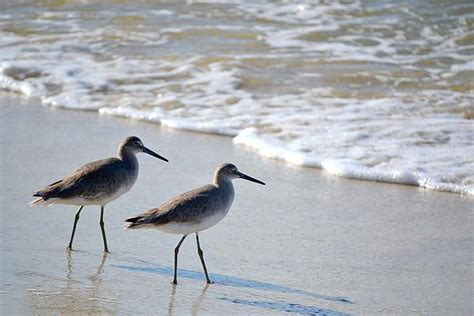 Gulf Coast Shorebirds By Arabella Marie In 2021 Gulf Coast