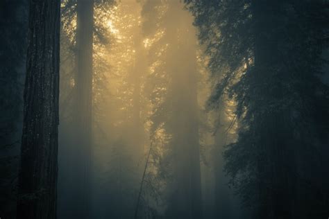 Fog In Redwood Forest Free Photo