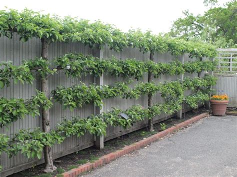 Learn The Art Of Crafting Great Espaliered Fruit Trees