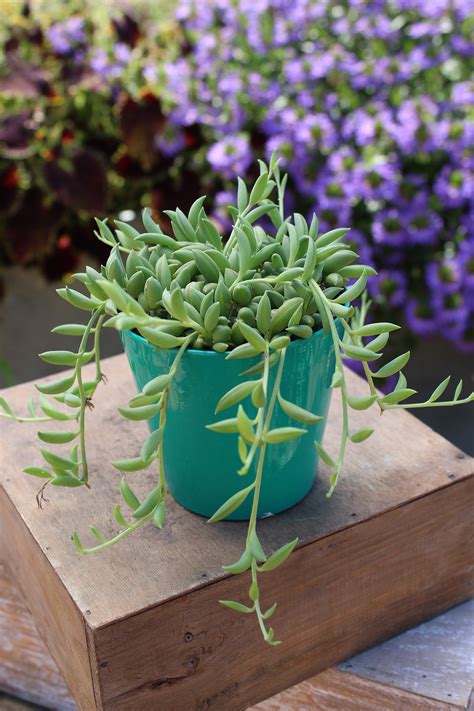 String Of Bananas Senecio Radicans 6 Inch Live Succulent Hanging Plant