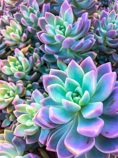 Closeup Green And Pink Succulent Plant Garden Background Photograph By