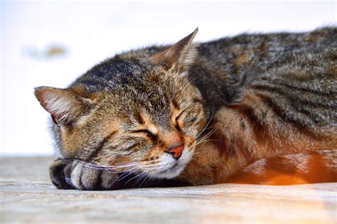 7 Signs That Your Cat Is In Pain Pawjourr Blog