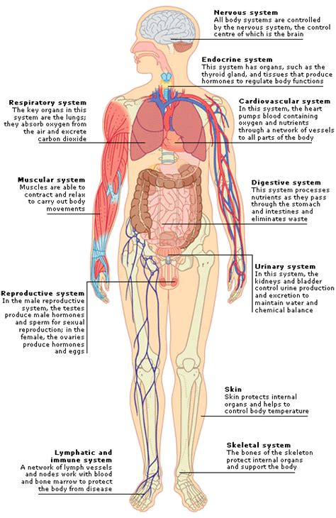 This diagram depicts heart location in body with parts and labels. Pin on Science