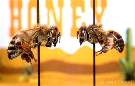 Africanized Bees Honey Bee Bee