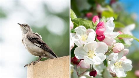 The Arkansas State Bird And Flower Are The Mockingbird And Apple Blossom