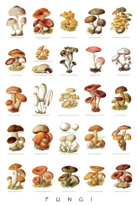 Vintage Mushroom Chart Of Edible And Poisonous Fungi Drawing By Moira