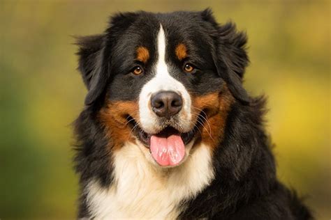 Bernese Mountain Dog Facts What To Know About These Striking Dogs