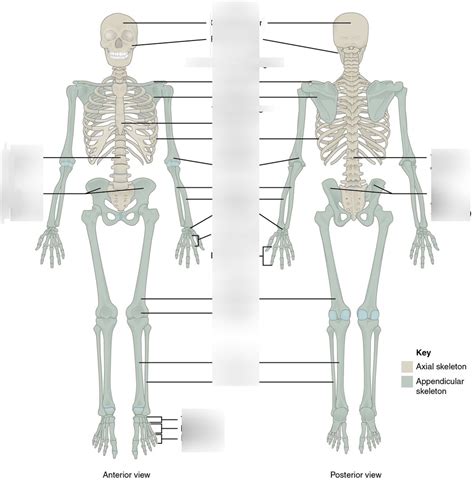 Human Skeleton Diagram Quizlet