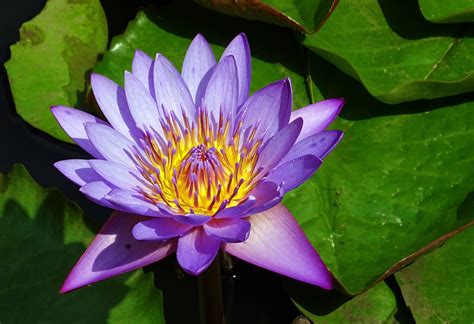 Purple Lotus Flower Free Image Peakpx