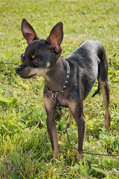 Russian Toy Terrier Info Puppies Temperament Pictures