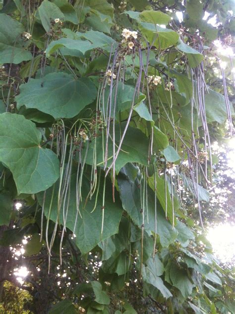 Tree With Long Seed Pods In Kew Gardens London