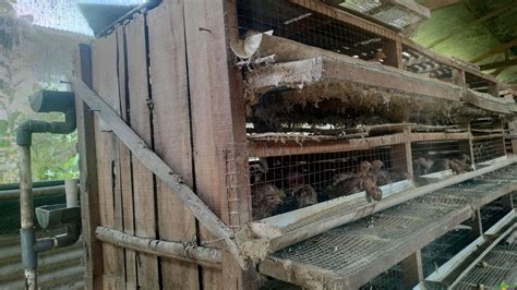 Kota Bekasi Sentra Telur Burung Puyuh - Jagad Tani - Petaninya Milenial