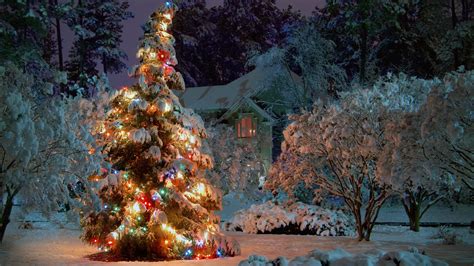 Winter Christmas Tree 2560x1440 Hdtv Wallpaper