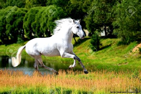 White Andalusian Horse For Sale Amazing Wallpapers