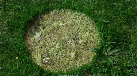 Repair Your Patchy Areas Of Your Turfed Lawn Pi Gardening
