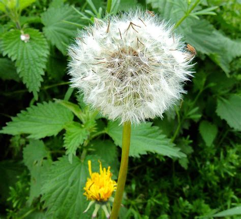 The Dandy Dandelion Symbol Of Summer Fables And Flora