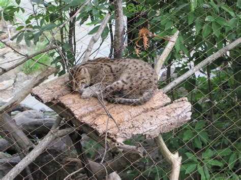 National Zoo 2010 Fishing Cat In Asia Trail Zoochat