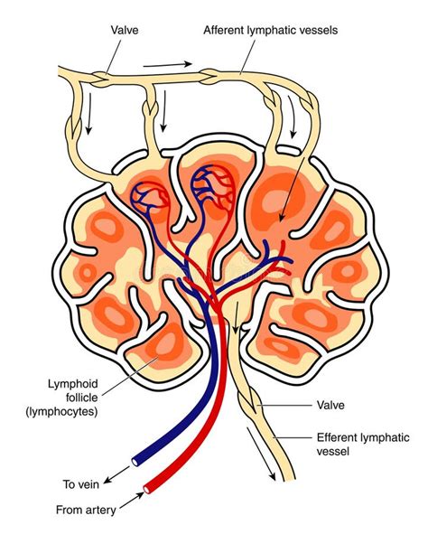 La Structure Anatomique Du Ganglion Lymphatique Infographie Images