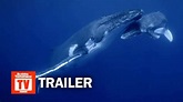 Secrets of the Whales Documentary Series Trailer | Rotten Tomatoes TV ...