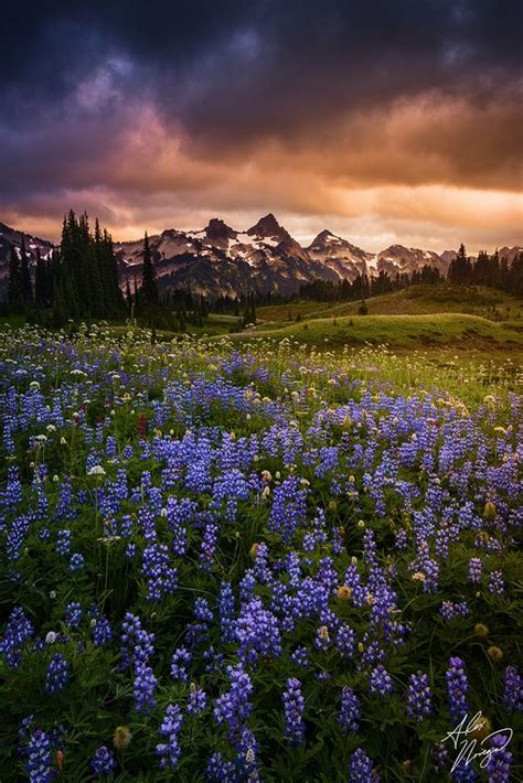 Storms Roll In Over Fields Of Wildflowers And The Tatoosh Mountain