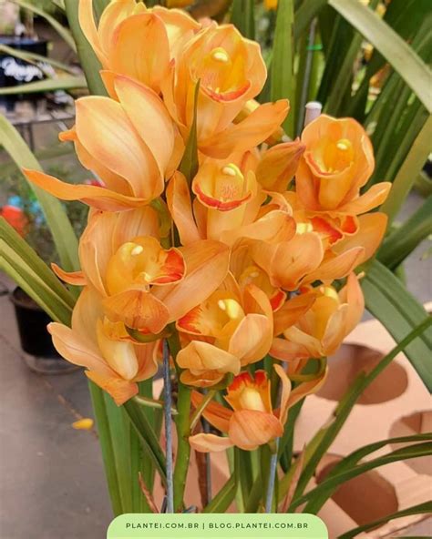 Orquídea Cymbidium Como Cuidar E Fazer Florir Blog Da Plantei