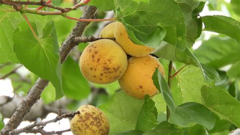 Chabacano Árbol Y Fruta Apricot Tree Youtube