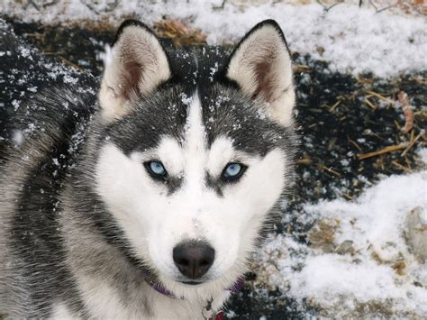 Siberian Husky Wild Life World