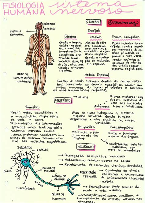 Sistema Nervoso Resumos E Mapas Mentais Infinittus