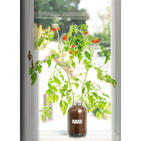 Back To The Roots Windowsill Organic Cherry Tomato Grow
