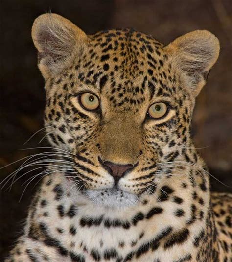 Karula Female Leopard By Brendon Cremer Great Cat Leopards Big Cats