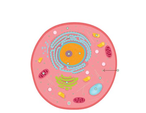 The cell (from latin cella, meaning small room) is the basic structural, functional, and biological unit of all known organisms. Questions And Answers On Labeled/Unlebled Diagrams Of A Human Cell - Cellular Differentiation ...