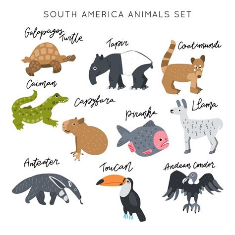 My South America Animals Clipart South America Animals Cute Clipart