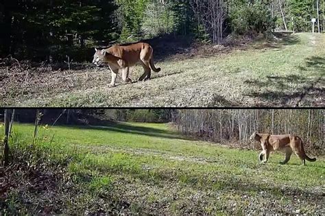 Video Michigan Cougar Caught On Camera Killing A Deer