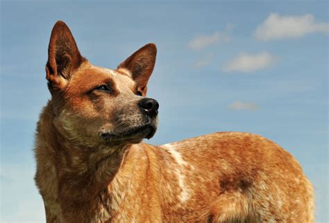 16 Red Dog Breeds That Turn Heads