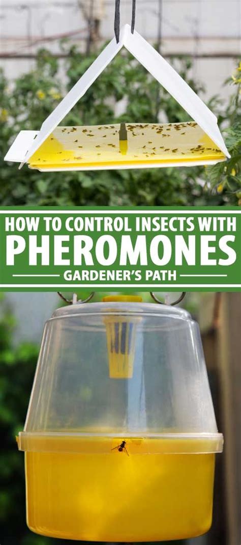 Many pest insects will not travel very far in their lifetime and will not leave nearby blocks if there is. How to Use Pheromones to Control Insects | Gardener's Path ...