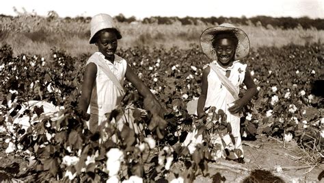 A Baby Picking Cotton A Baby