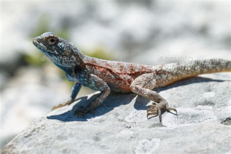 Blue Headed Agama Lizard Stock Photo By Estivillml Photodune