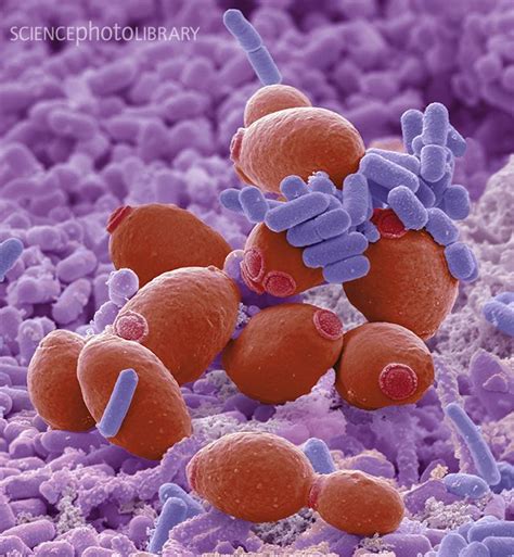 Probiotic Flora Scanning Electron Micrograph Sem Probiotics Are